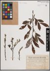 Foto von Salix daphnoides Vill. x Salix purpurea L.